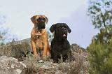 CANE CORSO 144